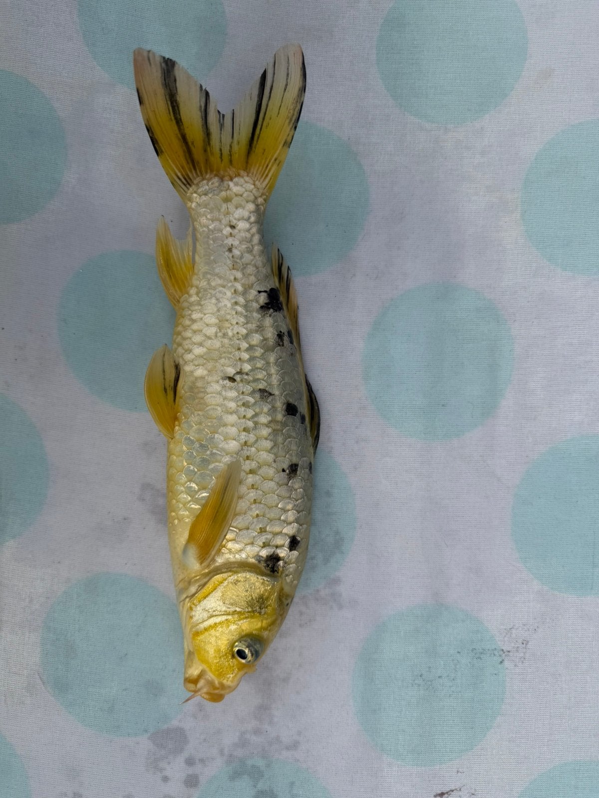 Japanse koi, Dieren en Toebehoren, Vissen | Vijvervissen, Karper of Koi
