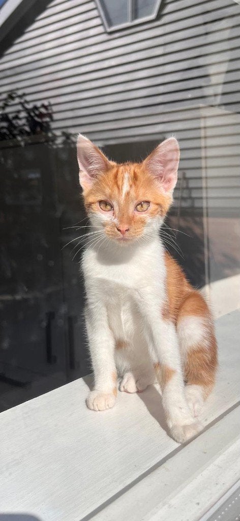 Prachtige lieve boerderijkittens te koop, Dieren en Toebehoren, Kater, Kortharig, 0 tot 2 jaar