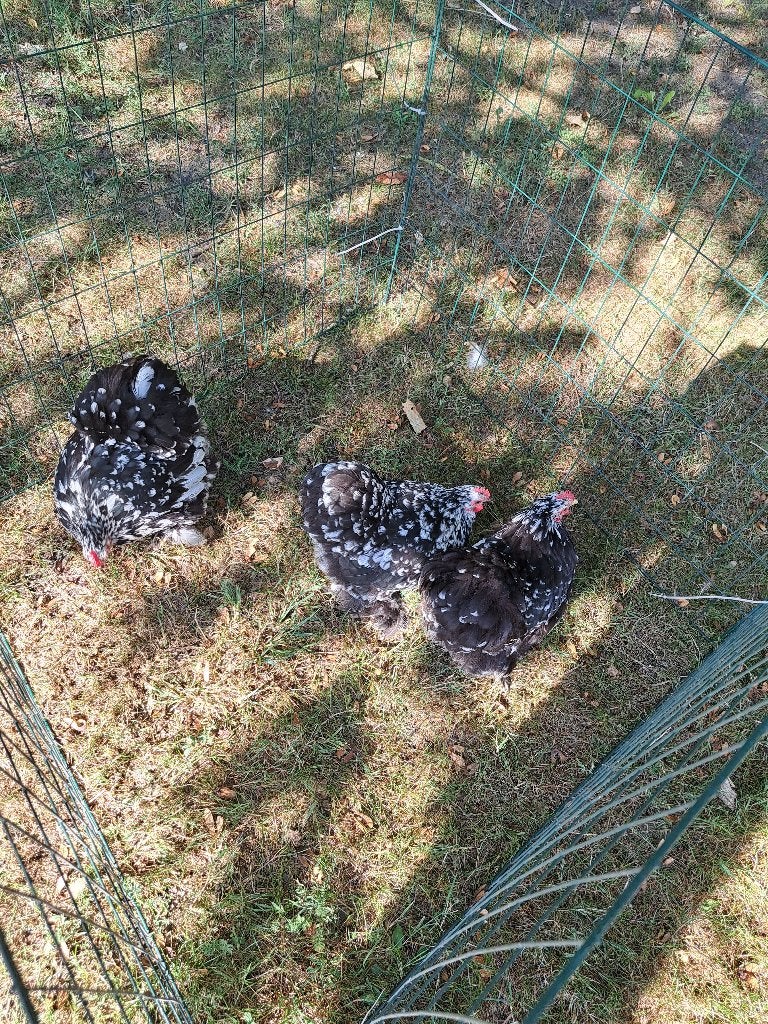 cochin kriel, Vrouwelijk, Kip