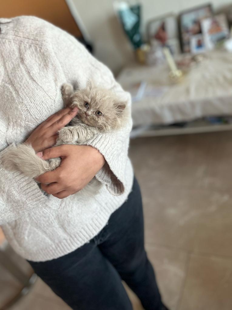 Britse kort haar kitten pure ras (lang harig)1 nog over., Meerdere dieren, Ontwormd, 0 tot 2 jaar