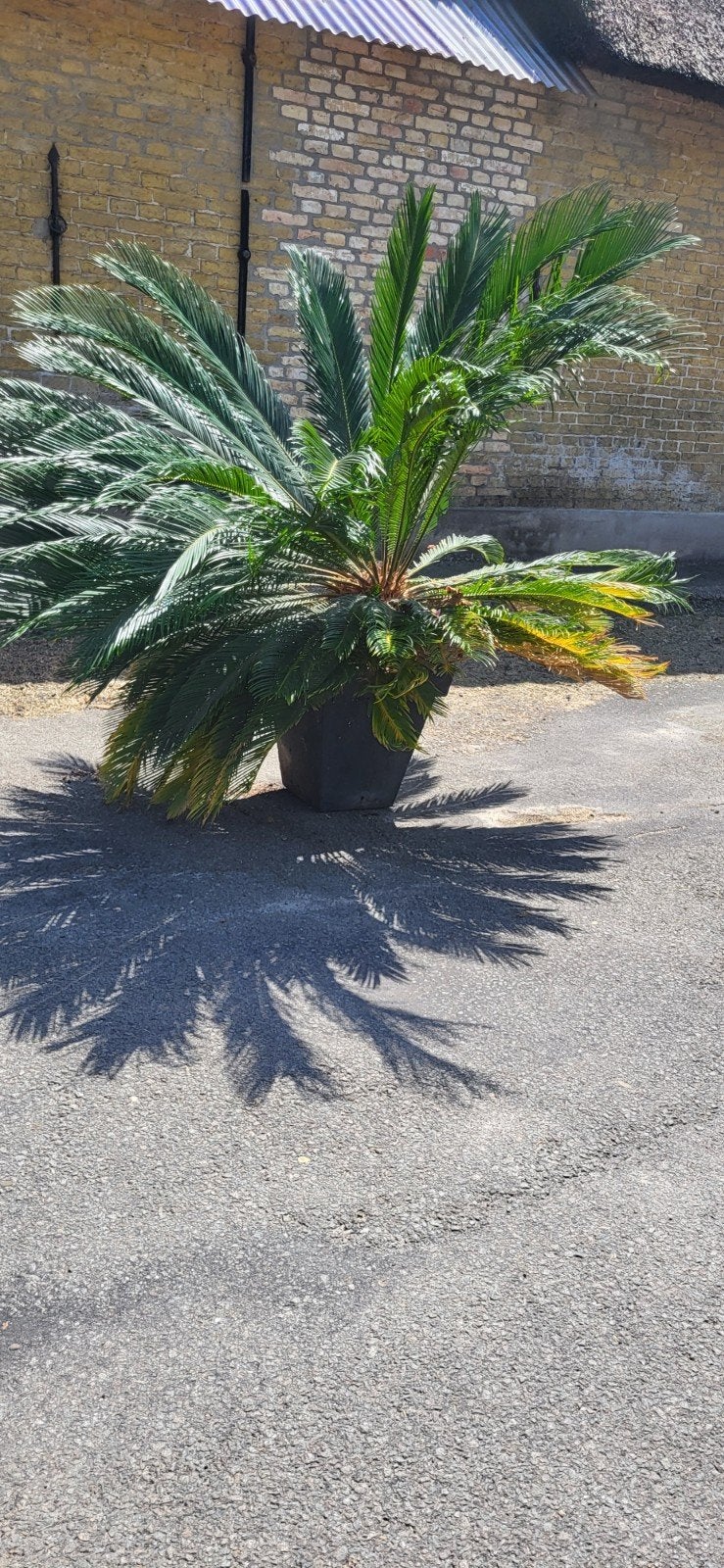 Grote Cycas Revoluta Palm - Ideaal voor Terras of Tuin, Ophalen of Verzenden, Bloeit niet, Overige soorten, Volle zon