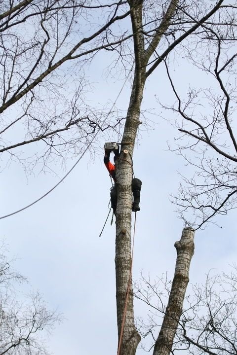 goedkoop vellen van gevaarlijke bomen, Ophalen of Verzenden, Volle zon, Overige soorten