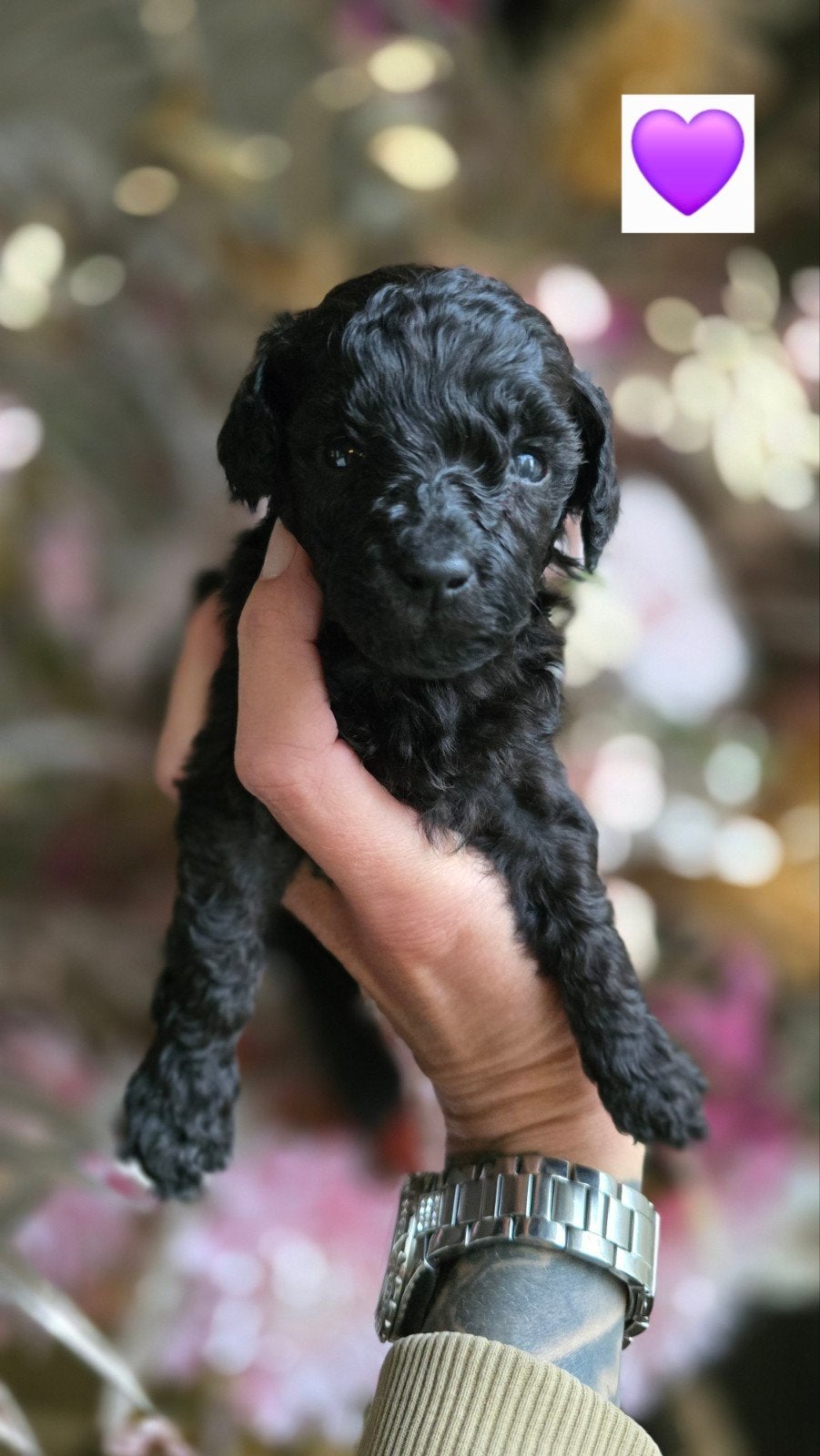🤎Dwerg / Toypoedel🤎pups uit geteste ouders *Toy poedel*, Poedel, CDV (hondenziekte), 8 tot 15 weken, Meerdere