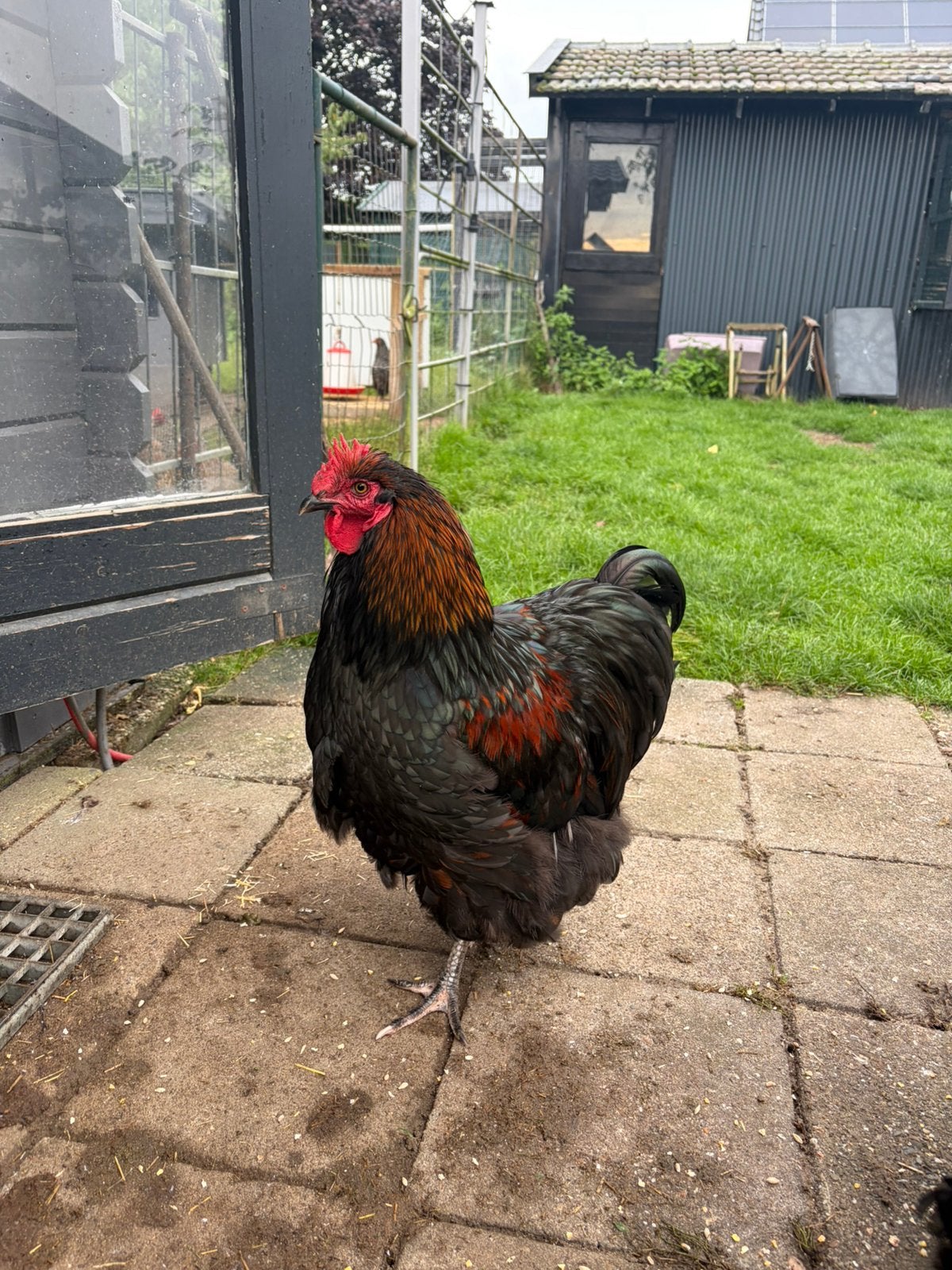 Orpington groot haan, Dieren en Toebehoren, Mannelijk, Kip