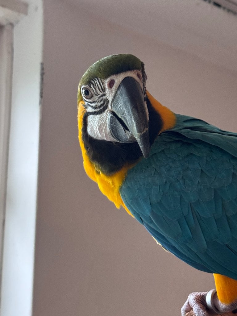 Blauw gele ara (pop, 2024), Dieren en Toebehoren, Vrouwelijk, Papegaai, Tam