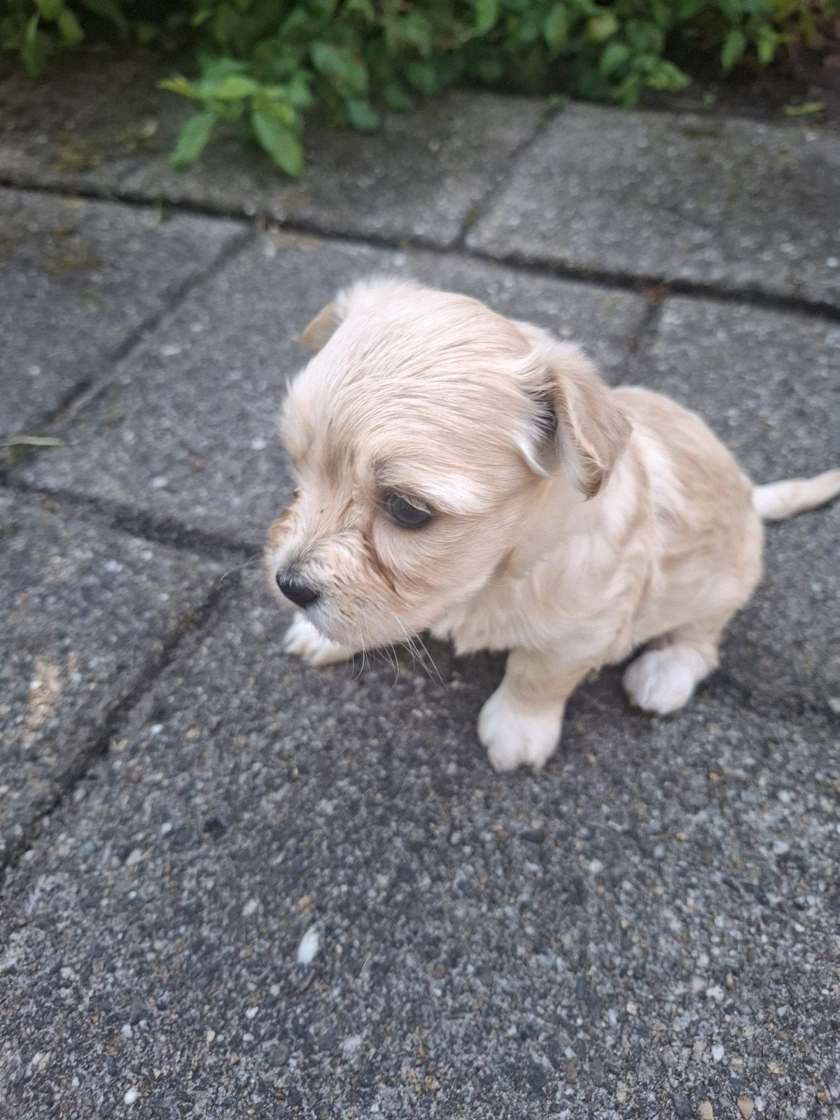 Maltipoo pup (Boompoo), Dieren en Toebehoren, Parvo, Overige rassen, 8 tot 15 weken, Teef