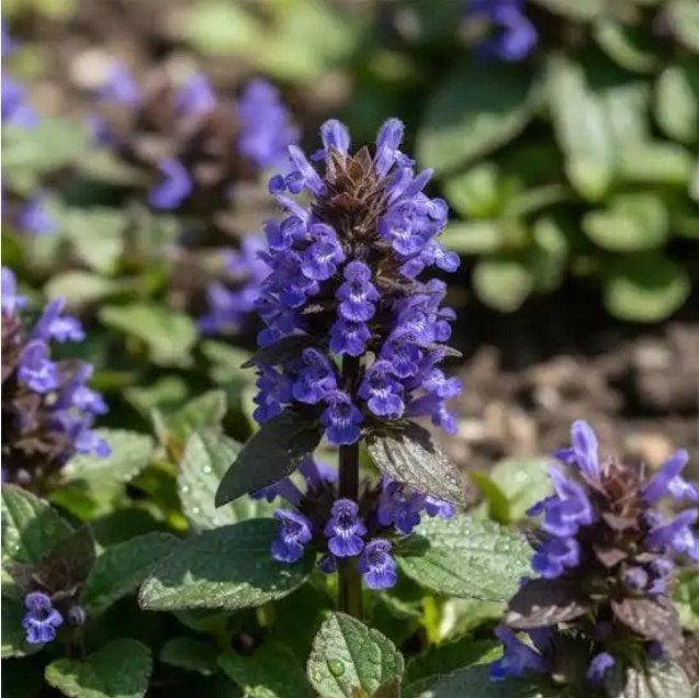 Kruipend zenegroen - Ajuga reptans - bodembedekker, Ophalen, Bodembedekkers, Vaste plant, Halfschaduw