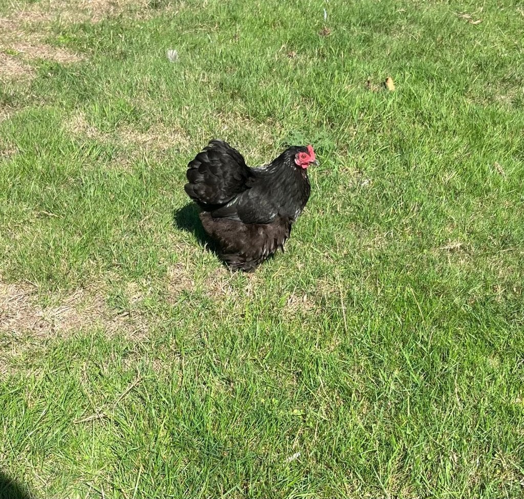Cochin hennen te koop, Dieren en Toebehoren, Pluimvee, Vrouwelijk, Kip