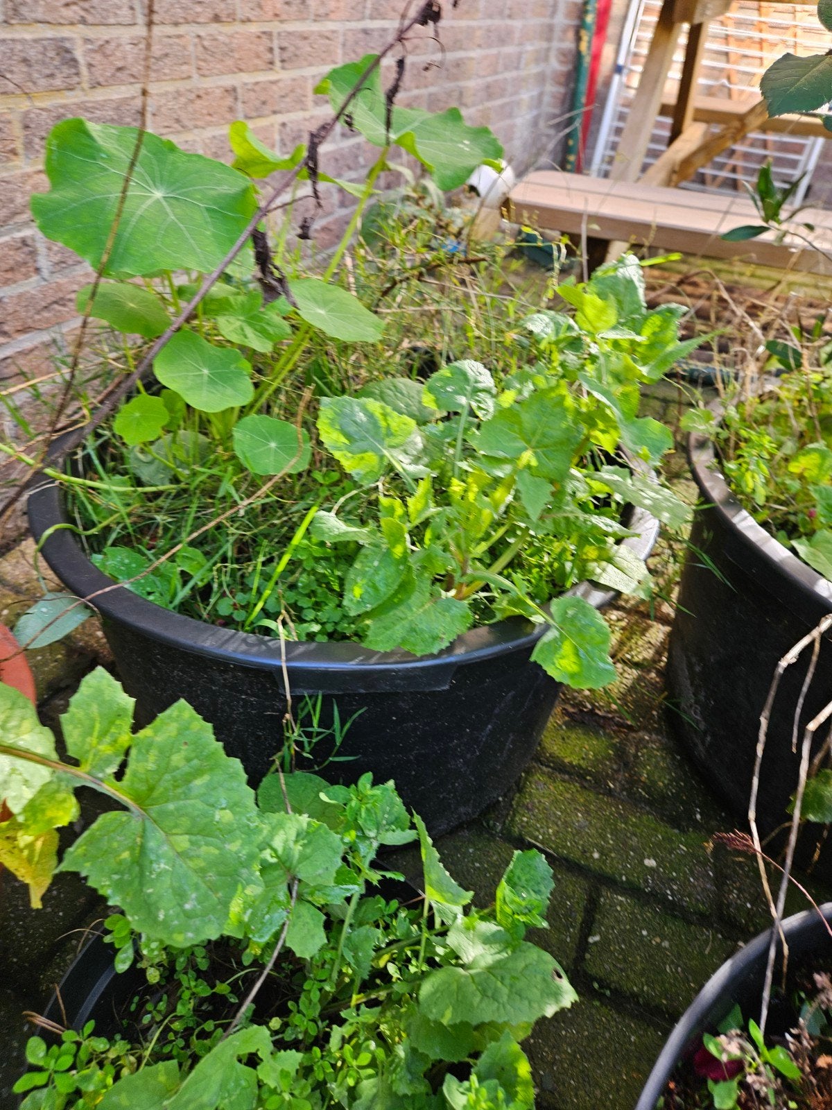 Grote zwarte speciekuip met drainagegaten, Ophalen, Kunststof, Gebruikt, Rond