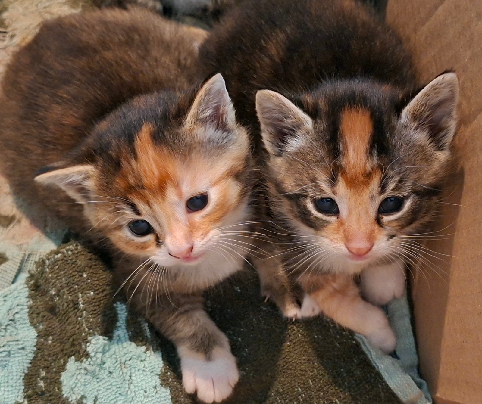 2 super leuke poesjes, Dieren en Toebehoren, Poes