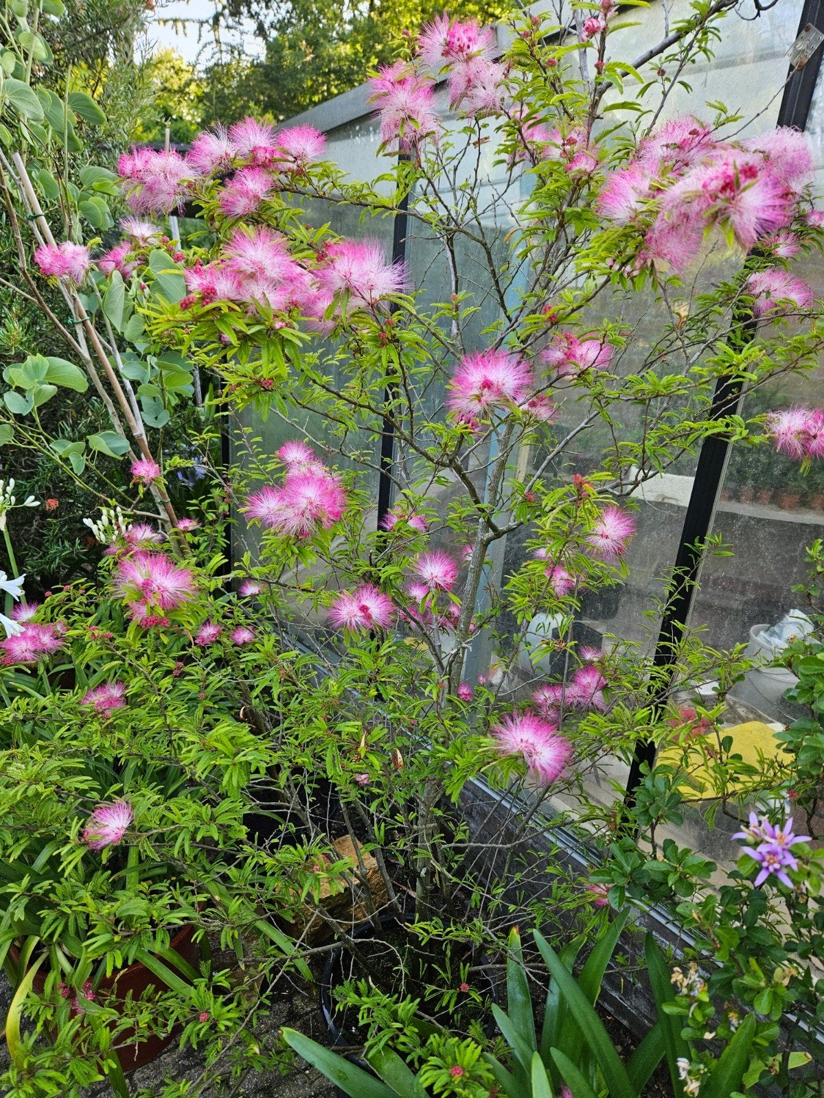 Calliandra Dixie Pink, Overige soorten, 100 tot 250 cm, Zomer, Ophalen