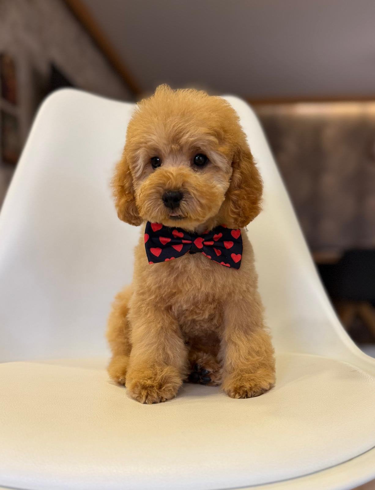 Toy poodle, Dieren en Toebehoren, Poedel, Reu, 8 tot 15 weken, Buitenland