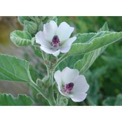 Zaden Althea officinalis, Tuin en Terras, Verzenden, Volle zon