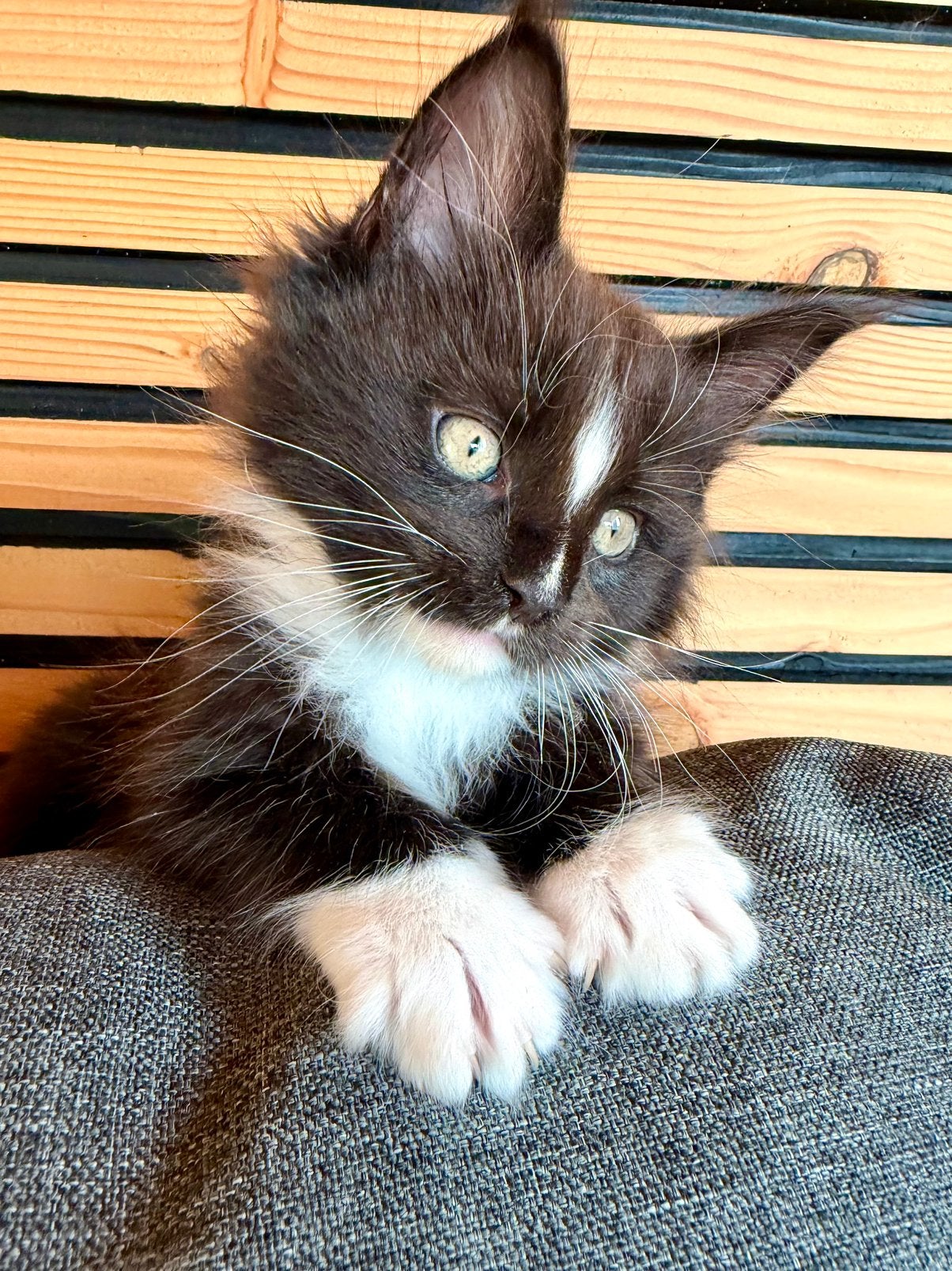 Maine Coon kitten Stamboom dna getest, Kater, Met stamboom, 0 tot 2 jaar