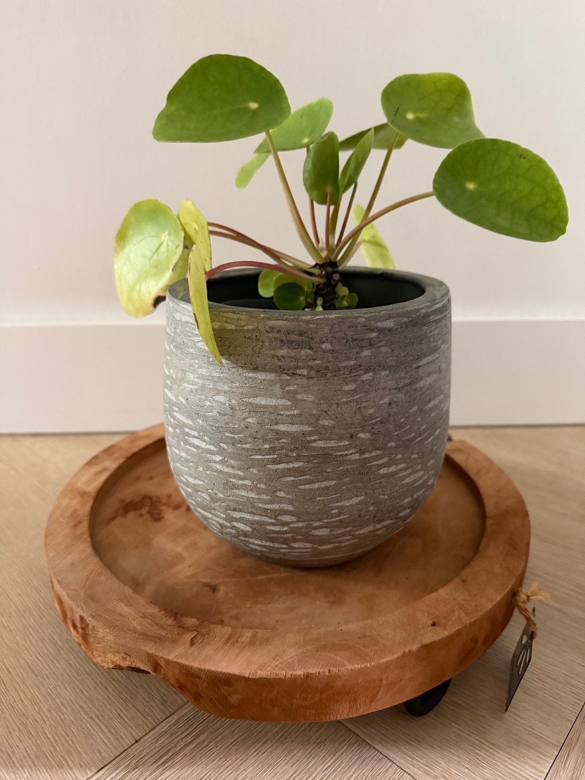 Pannenkoekplant (Pilea Peperomioides) in pot, 15 cm hoog, Huis en Inrichting, Overige soorten, Ophalen of Verzenden, In pot, Minder dan 100 cm