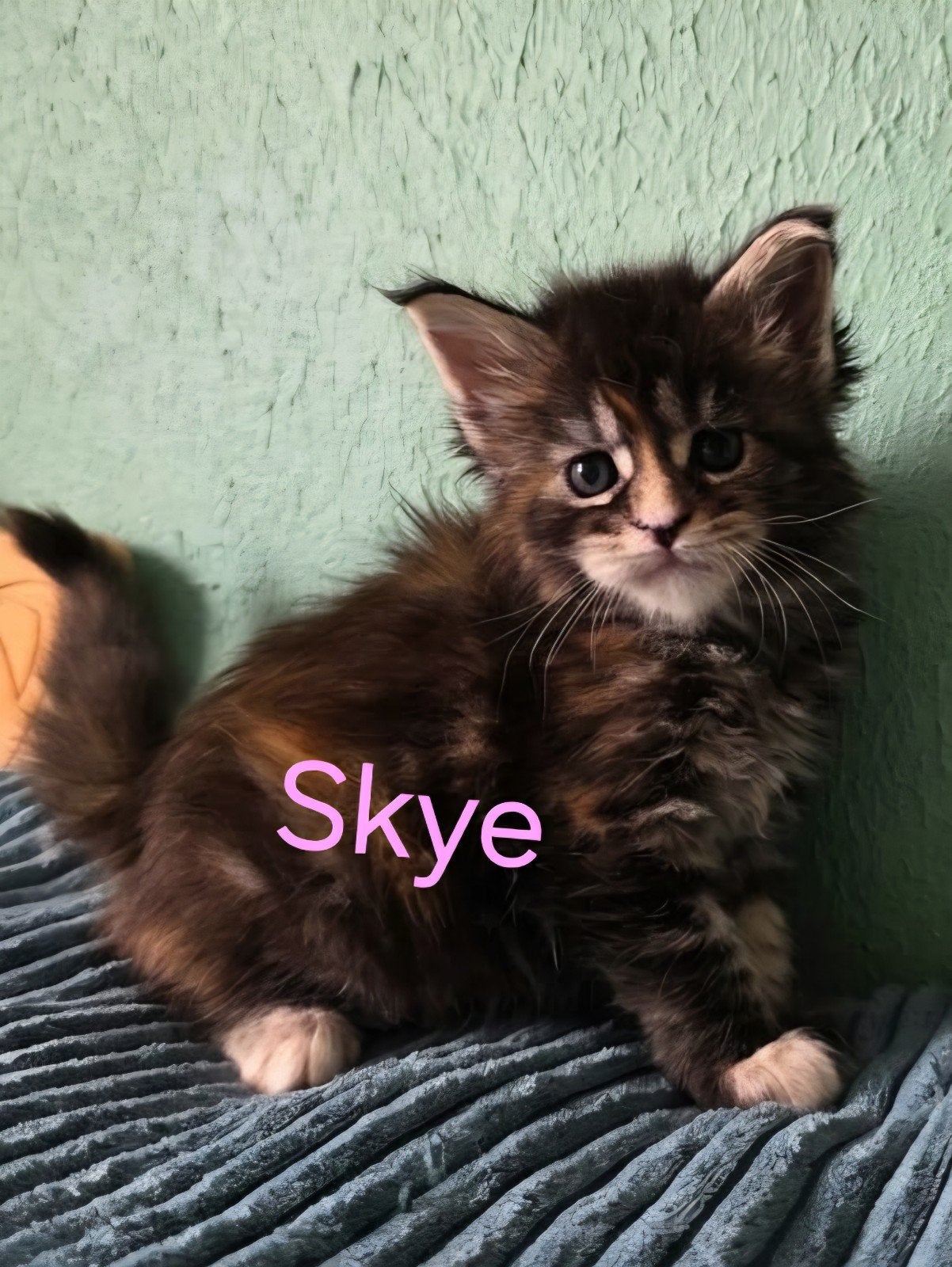 raszuivere Maine coon kittens met stamboom, Meerdere dieren, Gechipt