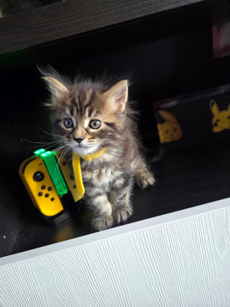 Main coon kittens (poesjes) zonder stamboom 🩷🩷, 0 tot 2 jaar