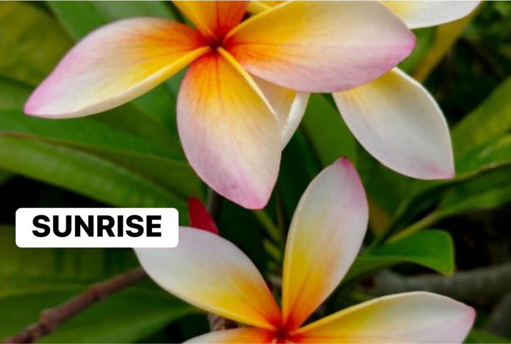 Plumeria ‘Sunrise’ INCL. bloemknop (slechts) 1 & 2 mei, Ophalen, Minder dan 100 cm