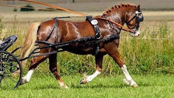 Welsh Pony mensport enkelspan tweespan koetsen, Ruin, Z, D pony (1.37m tot 1.48m), 7 tot 10 jaar