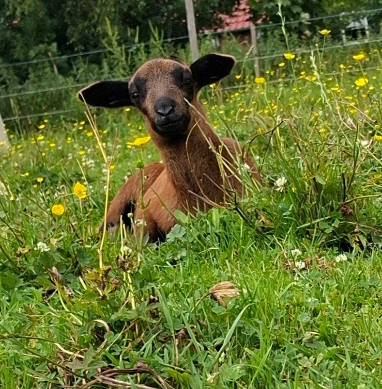 Unieke kans: Onze allerlaatste Barbados Black Belly lammeren, Dieren en Toebehoren, Meerdere dieren, Schaap