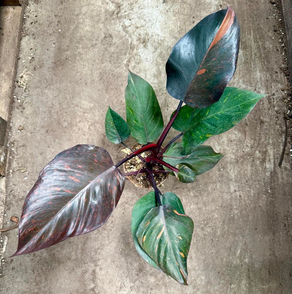 Philodendron Orange Princess p15 - Prachtige Kamerplant, Huis en Inrichting, Kamerplanten, Ophalen of Verzenden