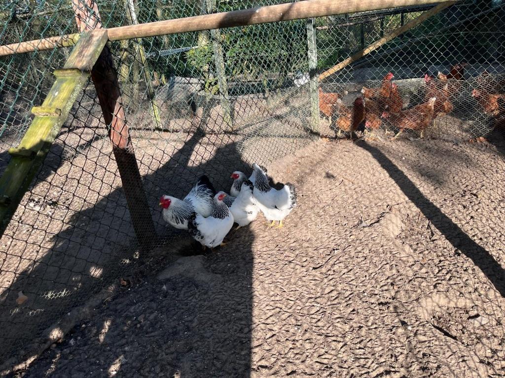 Te koop wit-zwart columbia wyandotte krielen, Dieren en Toebehoren, Meerdere dieren, Kip
