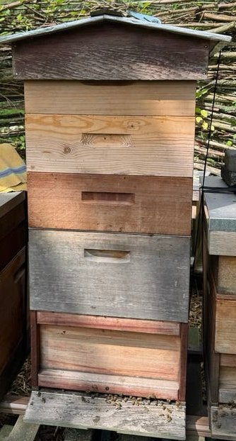 Bijenvolk te koop. Hybride prima bijen. Moer van 2025, Dieren en Toebehoren, Bijen