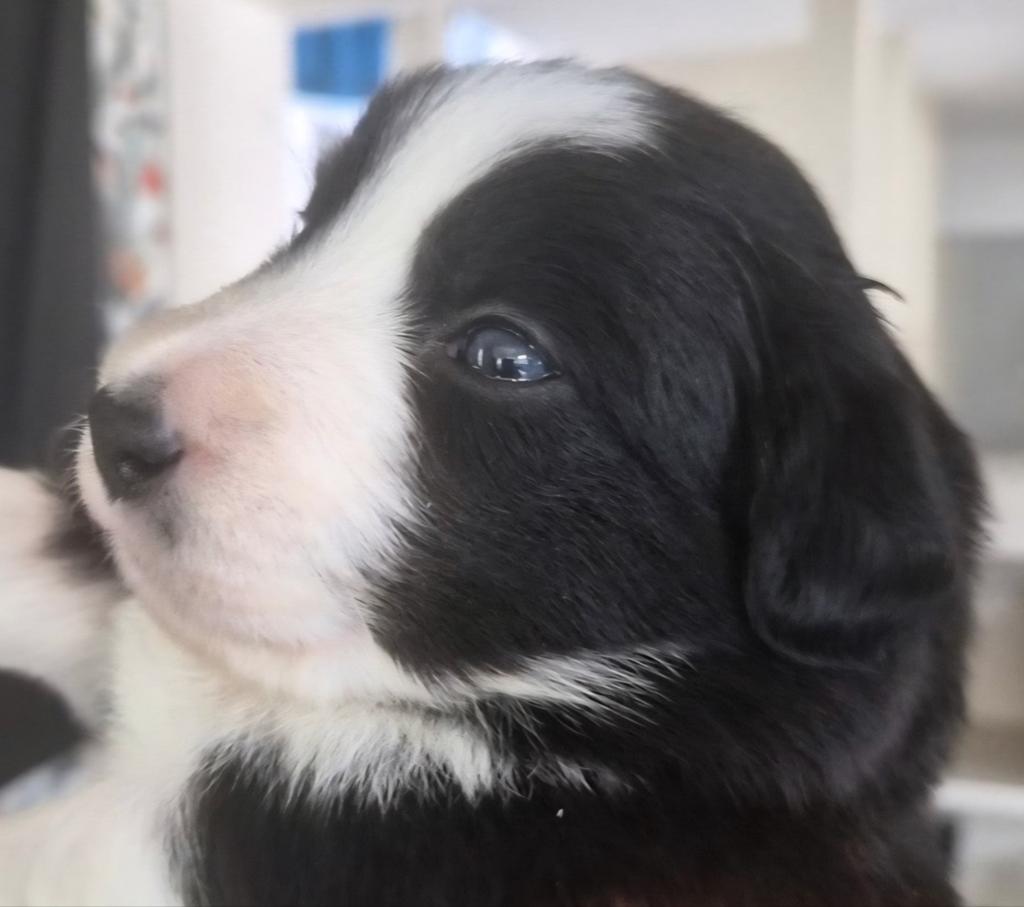 Border collie pups, Dieren en Toebehoren, 8 tot 15 weken, Collie, Meerdere, Meerdere dieren
