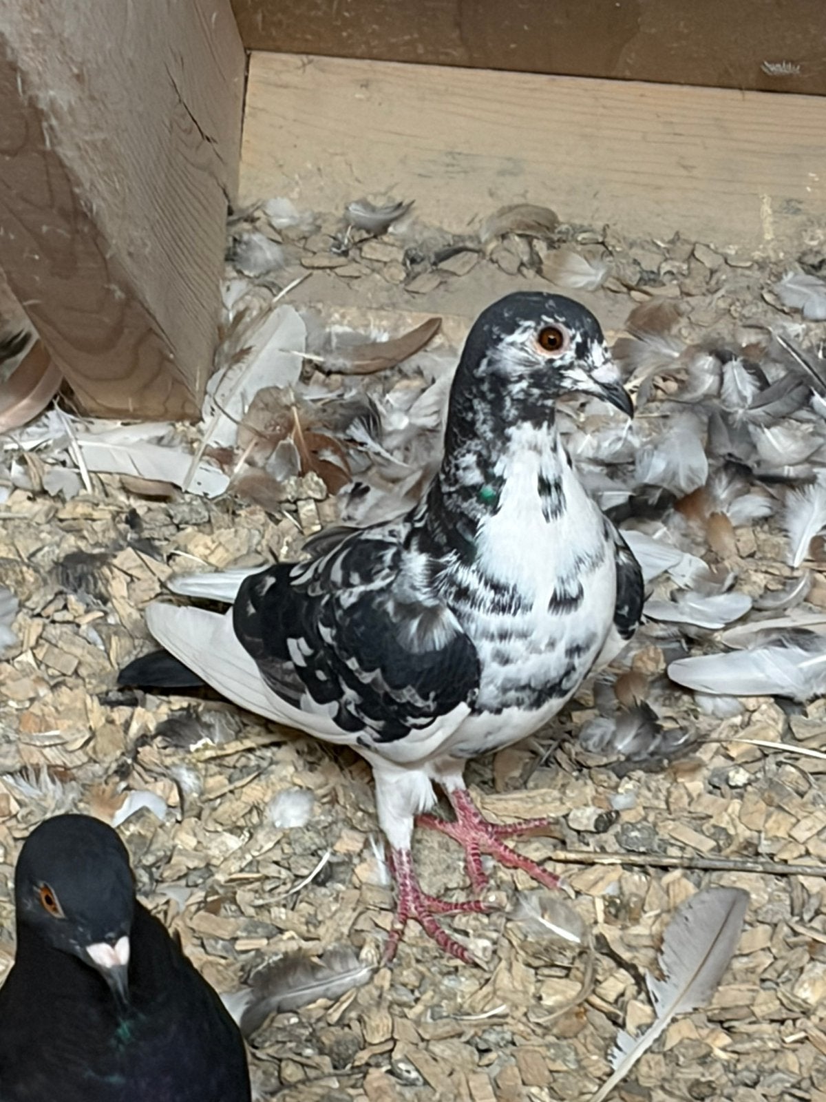 Kleur postduiven, gratis, Dieren en Toebehoren, Meerdere dieren, Postduif