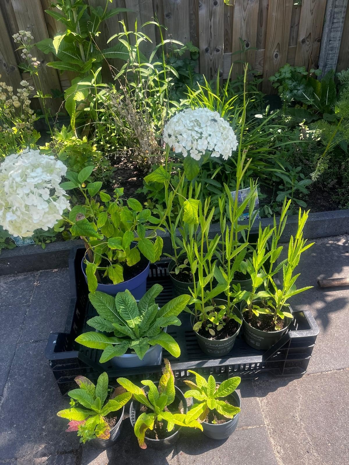 Te koop tuinplanten, Tuin en Terras, Ophalen