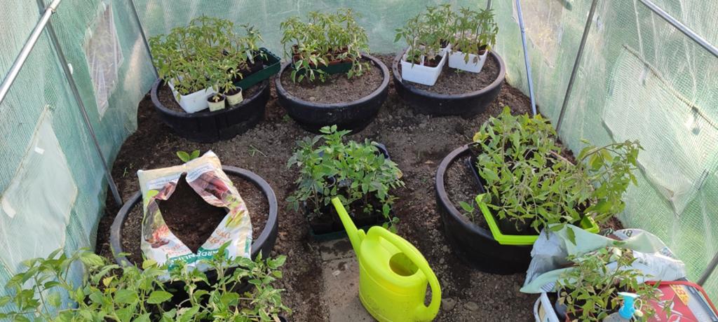 Tomatenplanten bijna gratis, Ophalen, Nieuw, Minder dan 10 m²