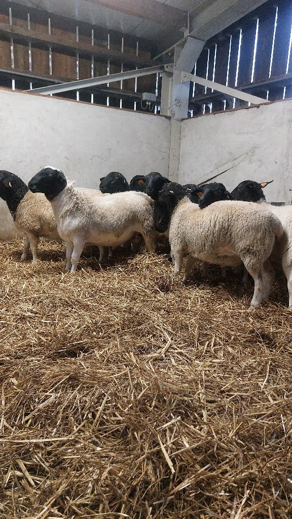 Dorper lammeren met topafstamming – dekramlijn Neubresh, Dieren en Toebehoren, Schapen, Geiten en Varkens, Meerdere dieren, Schaap