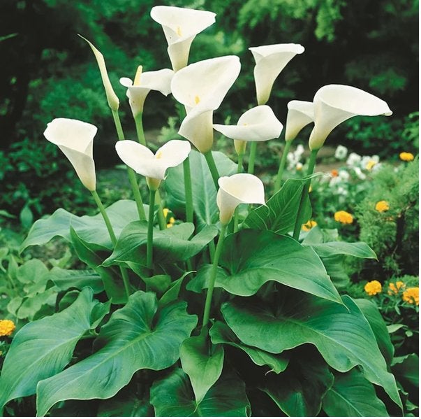 zantedeschia, calla, aronskelk knollen, Ophalen of Verzenden, Voorjaar, Volle zon, Knol