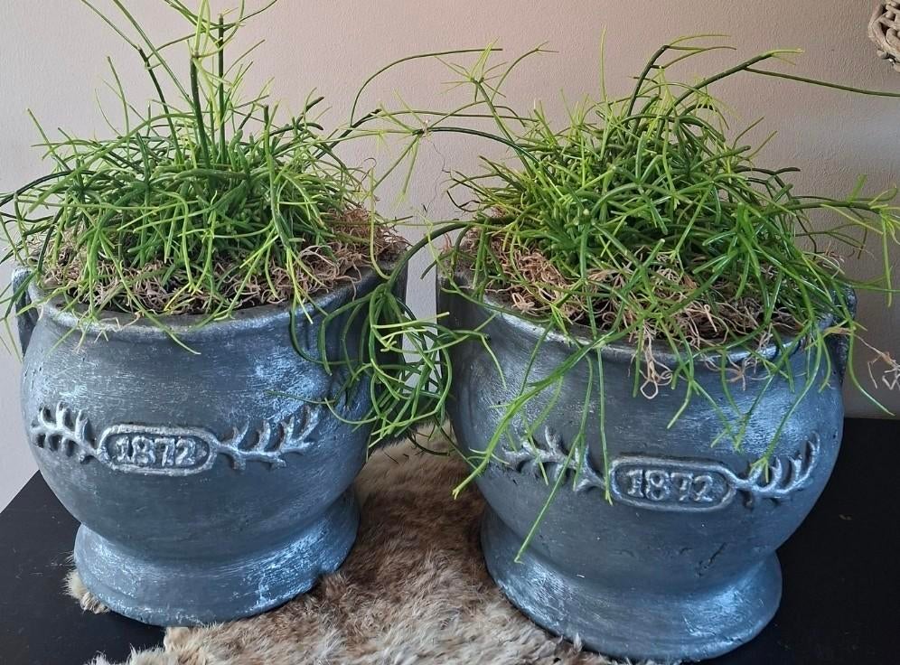 Unieke robuuste potten met planten - Antraciet/Zilver, Ophalen