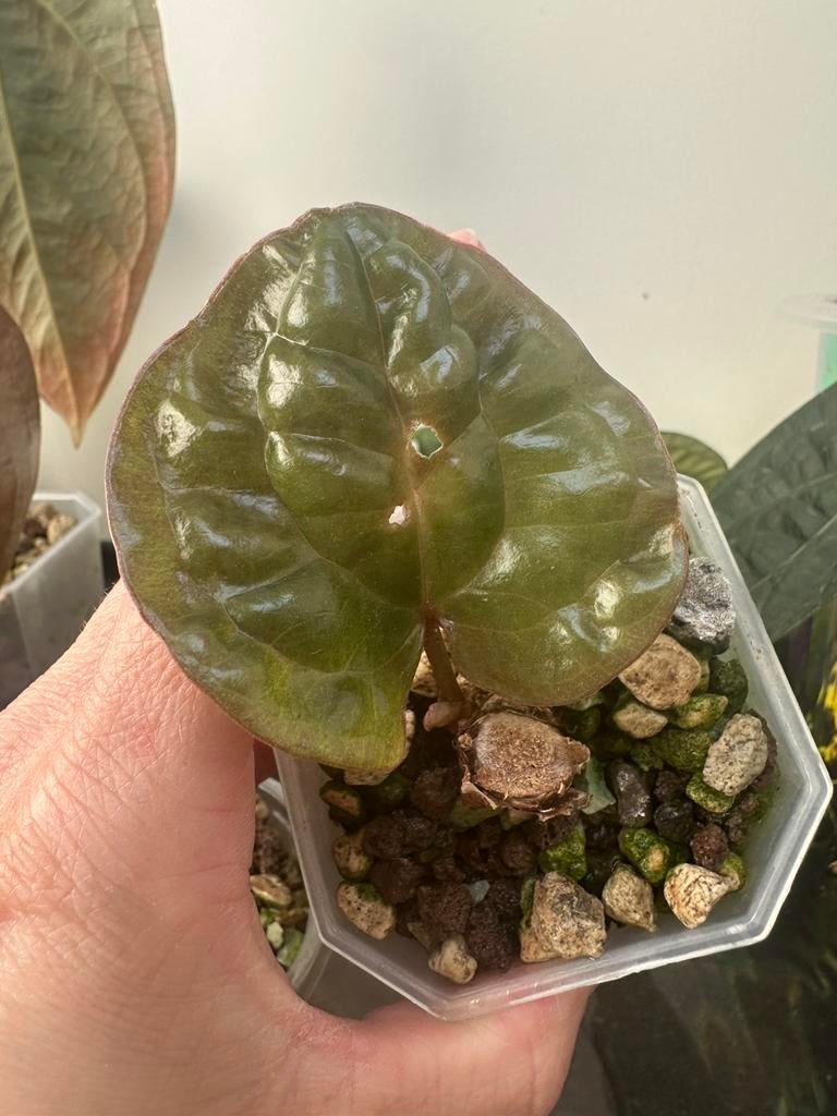 Anthurium luxurians X radicans stamstek, Huis en Inrichting, Kamerplanten, Ophalen, Halfschaduw, Minder dan 100 cm