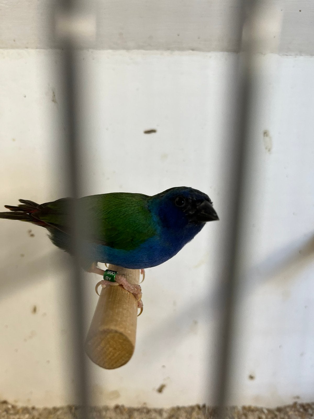 Forbes papegaaiamdine man, Dieren en Toebehoren, Mannelijk