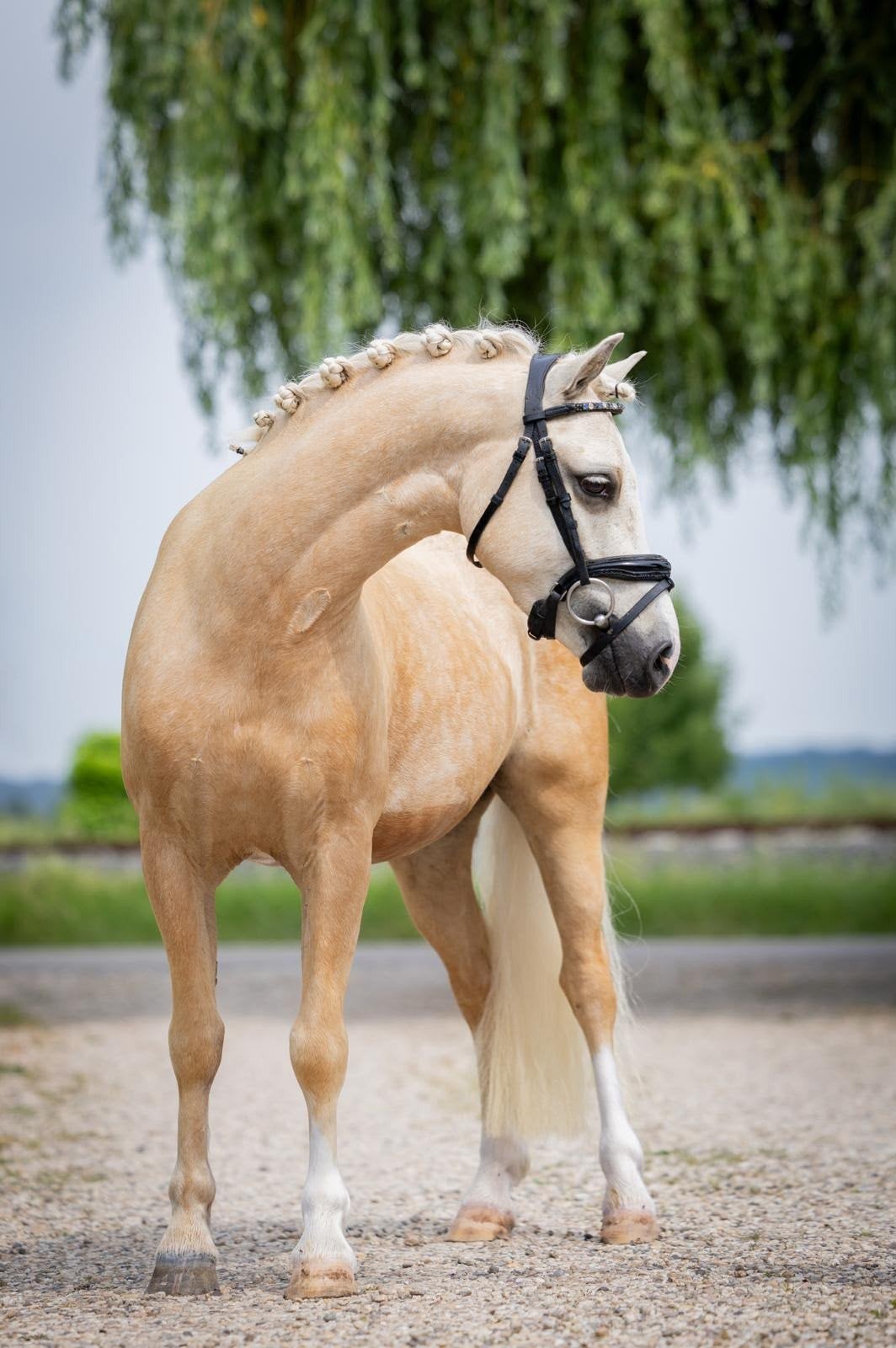 pony te lease, Ruin, Dressuurpony, 3 tot 6 jaar, B pony (1.17m tot 1.27m)
