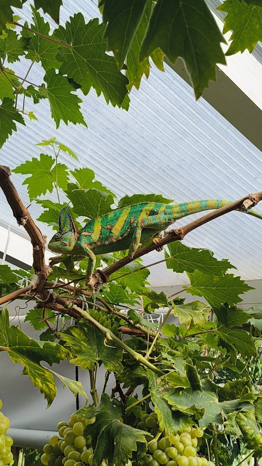 Kameleon plus terrarium Chameleon photo 4