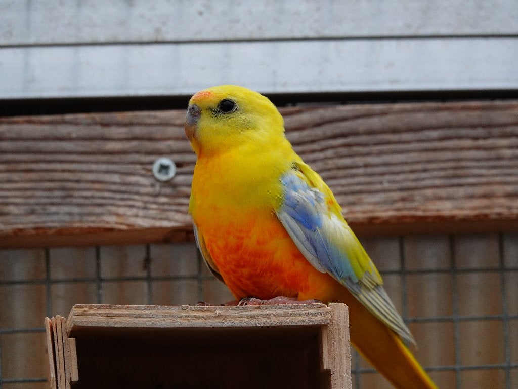 Te koop: Turquoisine man geel, Meerdere dieren, Parkiet, Geringd