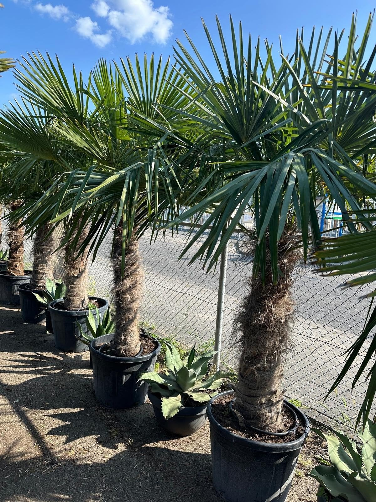 AANBIEDING palmbomen 2de 50% korting, Tuin en Terras, Planten | Bomen, 100 tot 250 cm, Zomer, Palmboom, Ophalen