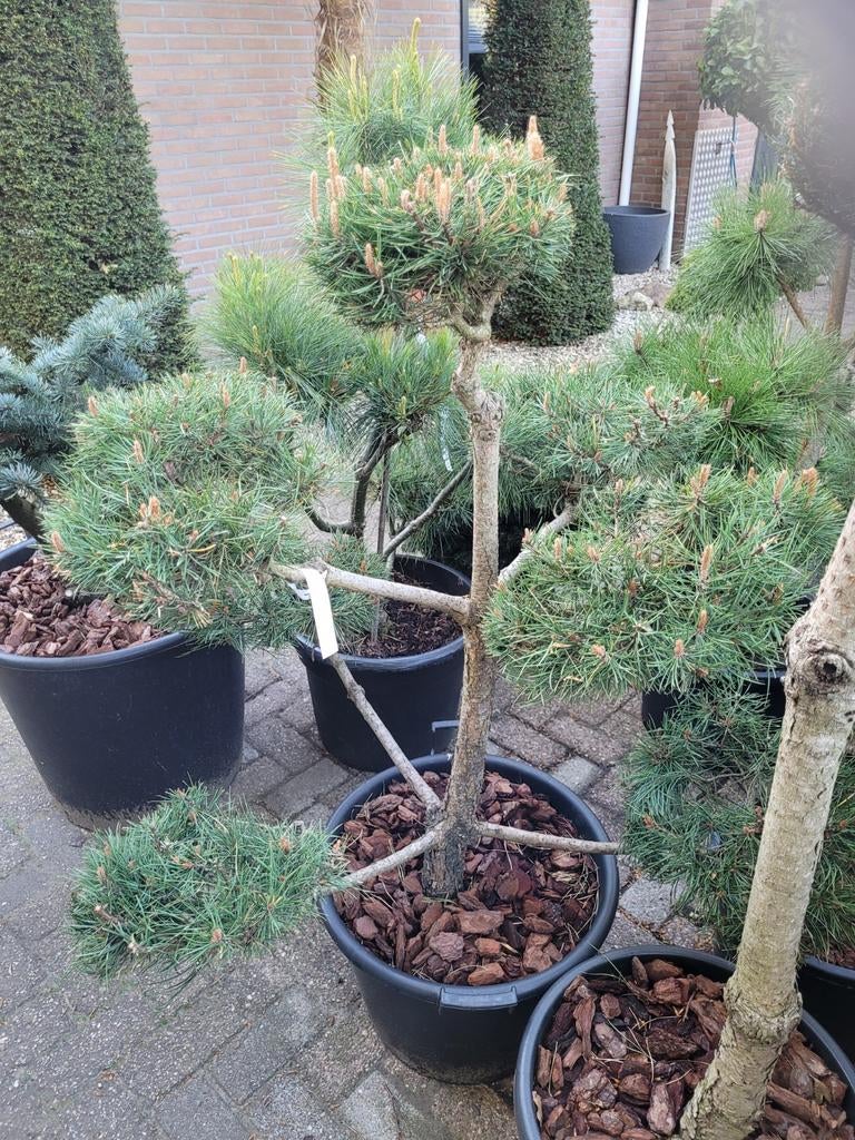 Pinus Sylvestris Nigra Wallichiana Peuce Vormsnoei, Ophalen, Bloeit niet, Overige soorten, Volle zon
