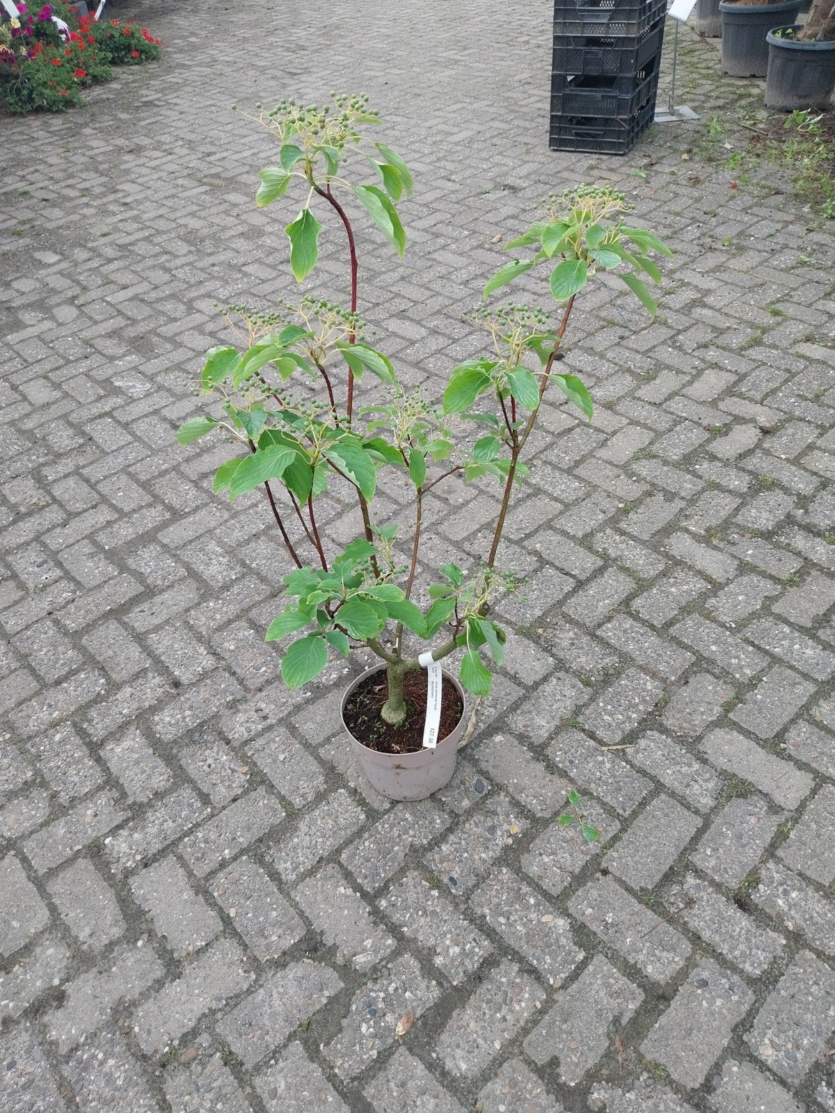 Cornus controversa 'Pagoda' - Japanse kornoelje, Ophalen, In pot, Volle zon, Overige soorten