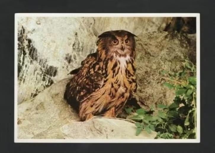 Roofvogel Uil Oehoe Bubo Bubo., Verzamelen, Ansichtkaarten | Dieren, Ongelopen, 1960 tot 1980, Vogel, Ophalen of Verzenden