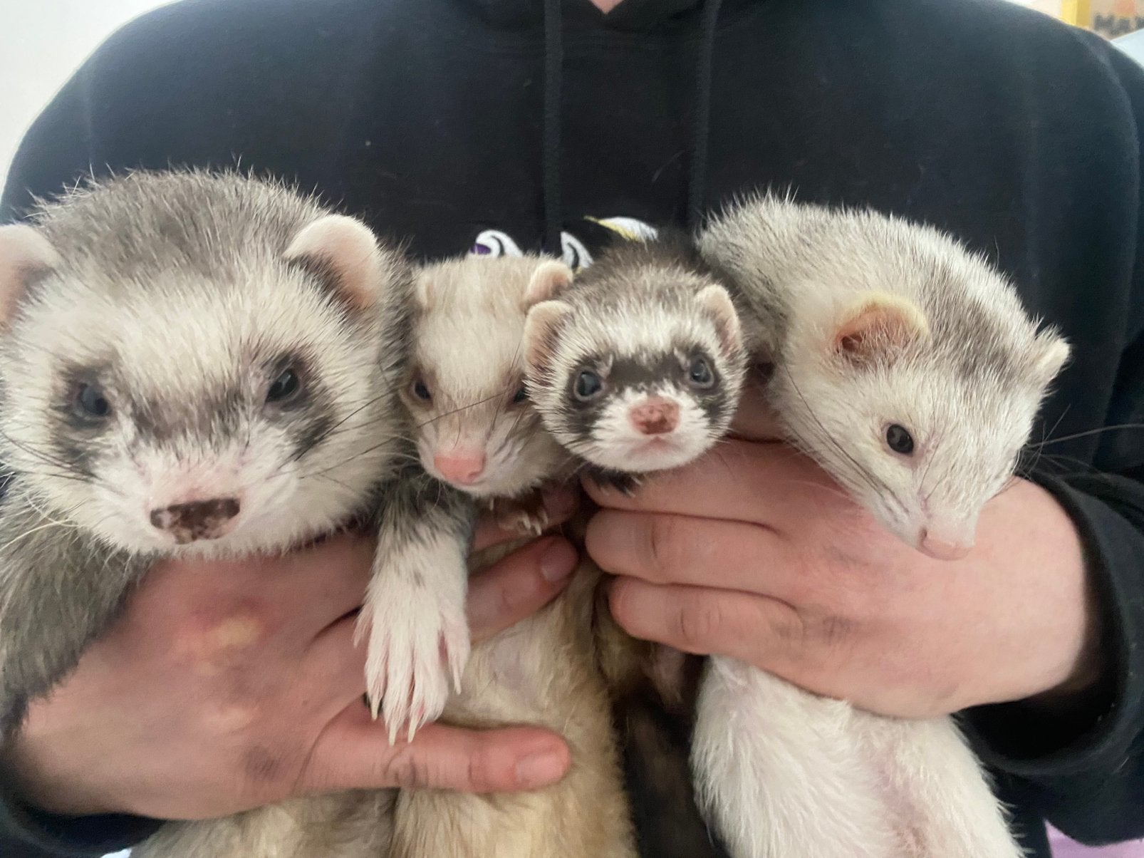 4 lieve fretten ter overname, Dieren en Toebehoren, Januari, Mannelijk