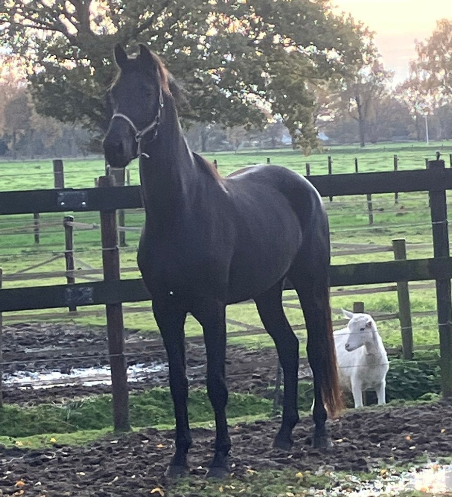 Prachtige zwarte merrie 4 jaar oud, Merrie, Dressuurpaard, Met stamboom, Onbeleerd