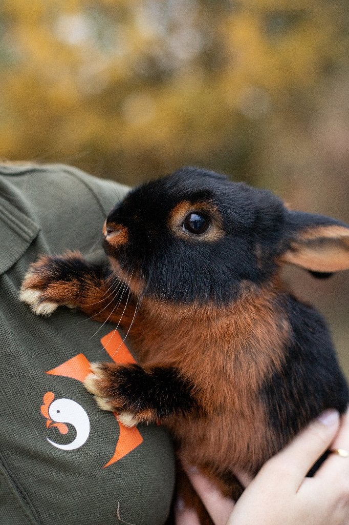 Black en Tan konijnen | Jonge dieren | Ingeënt | Toebehoren, Dieren en Toebehoren, Konijnen, Meerdere dieren, Middelgroot, 0 tot 2 jaar