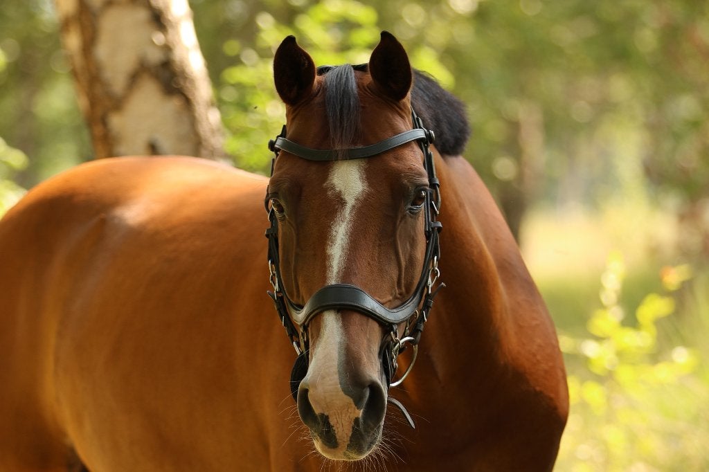 Te koop: Gio – Super brave allrounder (15 jaar | ca. 1.60 m), Dieren en Toebehoren, Springpaard, Ruin, 160 tot 165 cm, 11 jaar of ouder