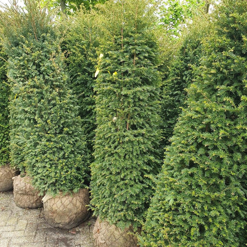 grote taxus portugese laurier, olijfwilg ,laurier soorten, Ophalen of Verzenden, Laurier, 100 tot 250 cm