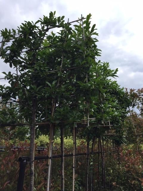 lei laurier novita caucasica 340cm hoog 14-16 cm wintergroen, Tuin en Terras, Planten | Bomen, Leiboom, Lente, 250 tot 400 cm