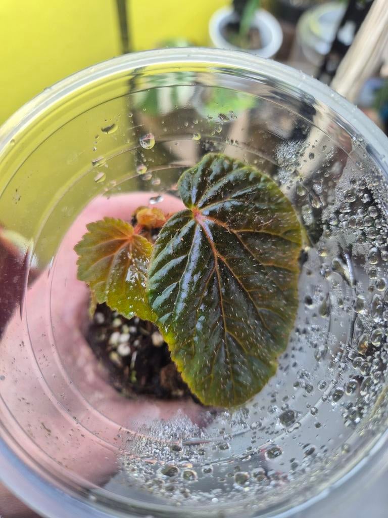 Begonia Scabrida - Zeldzaam Plantje voor de Liefhebber, Ophalen, Overige soorten, Volle zon